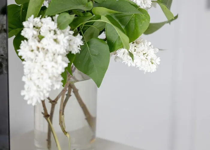 Baltic Whispers Z Basenem Easy- Rent D25